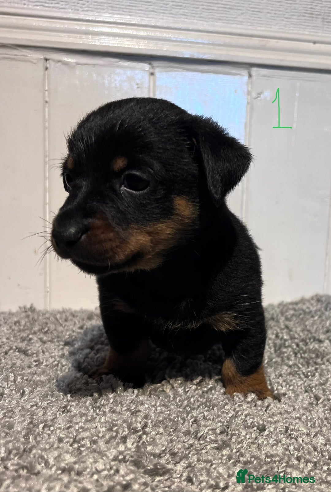 Lancashire Heeler dogs for sale: Lancashire Heelers - Image 10