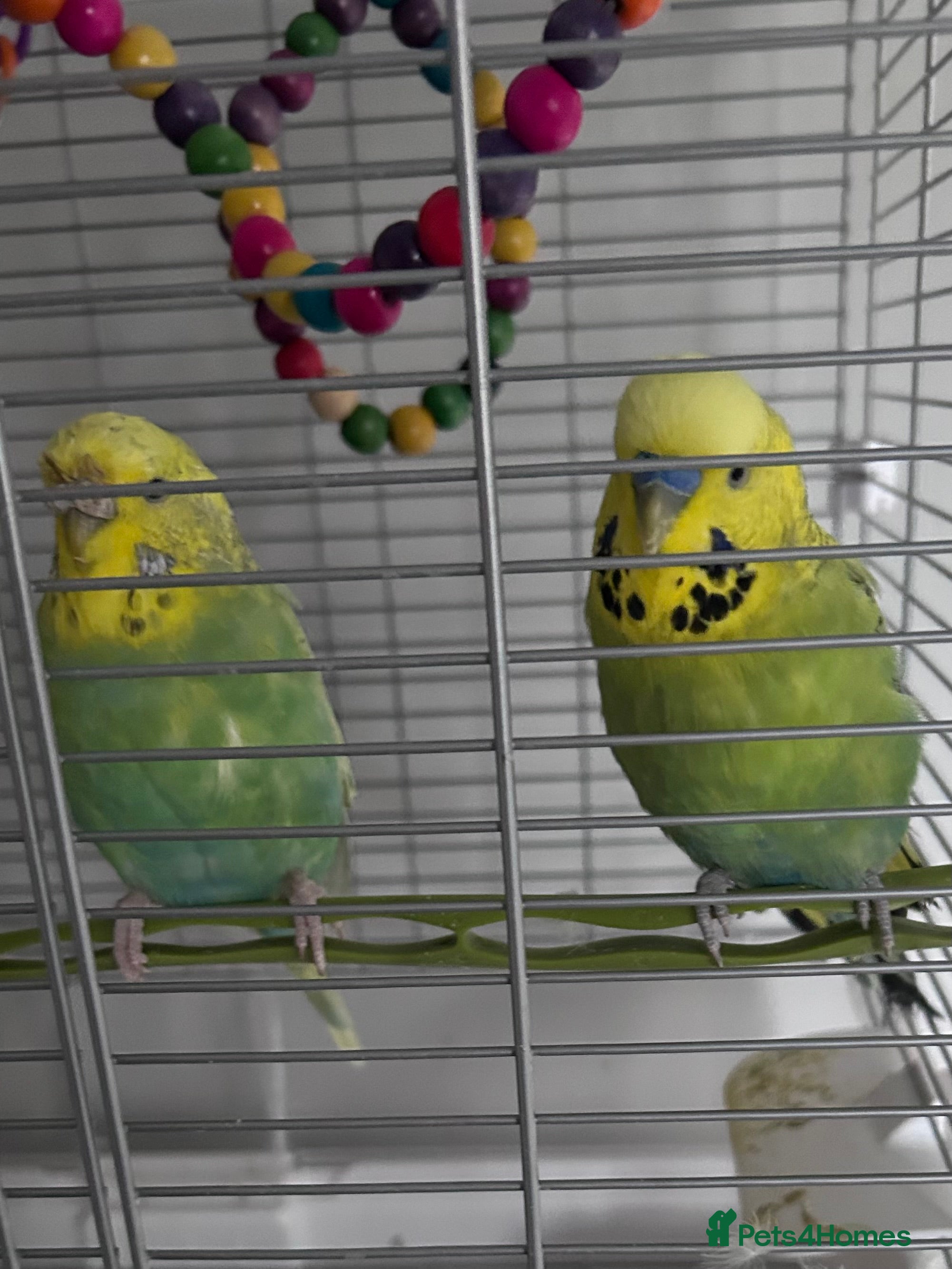 Budgerigars birds Budgies x 2 with cage - Advert 2