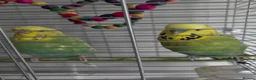 Budgerigars birds for sale: Budgies x 2 with cage - Advert 1