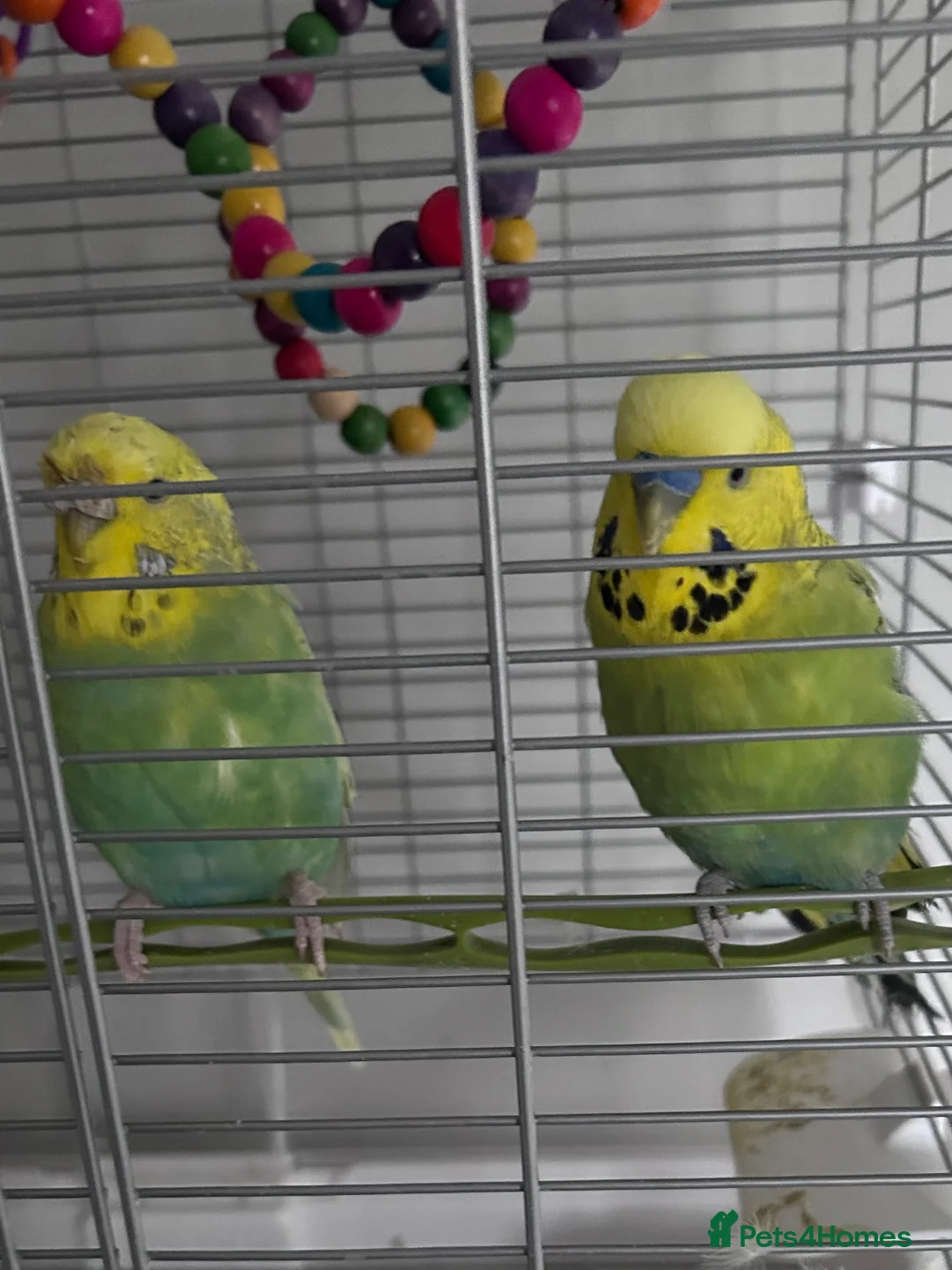 Budgerigars birds for sale: Budgies x 2 with cage - Advert 1