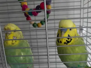 Budgerigars birds Budgies x 2 with cage - Advert 2
