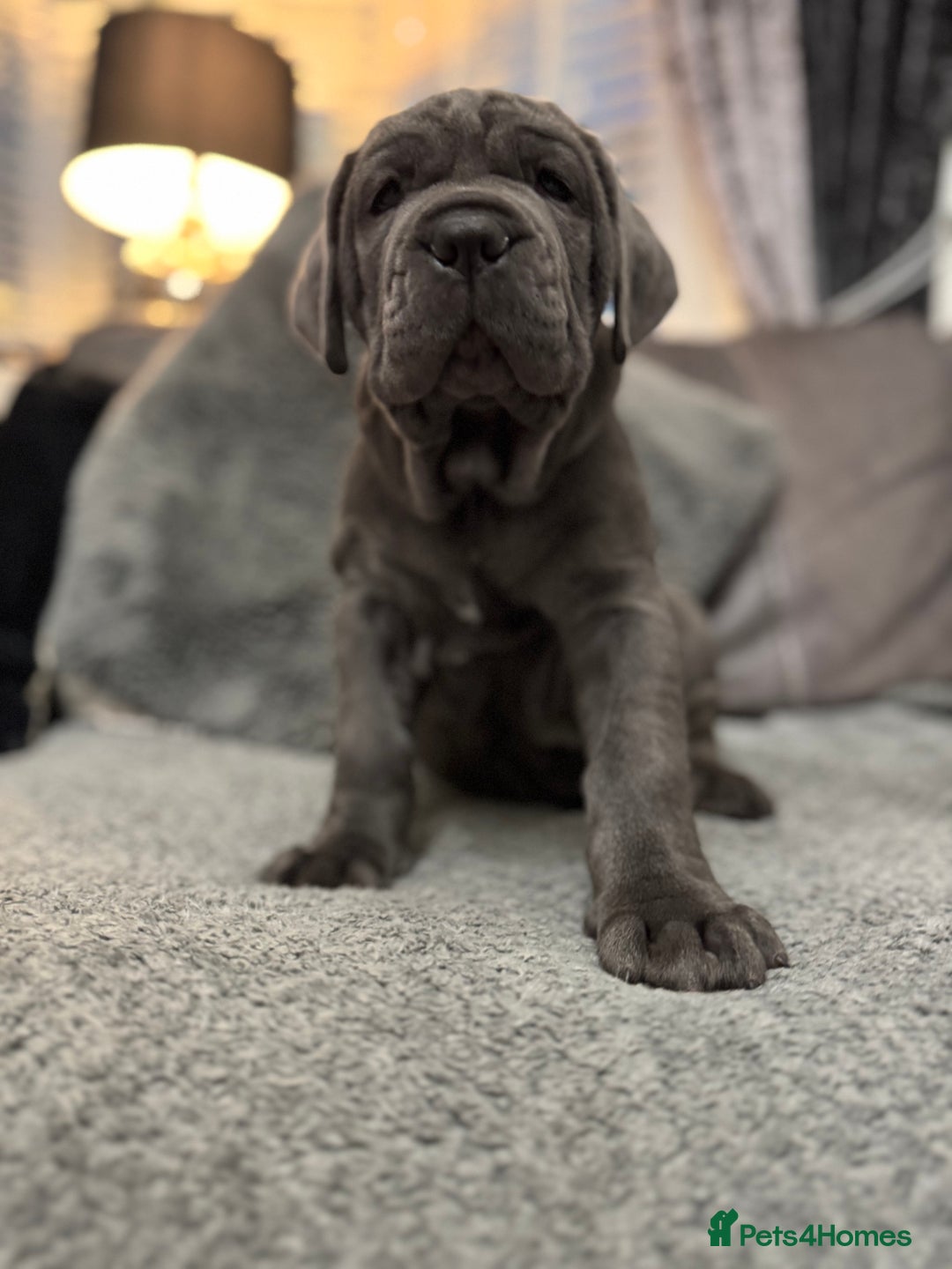 Mastiff dogs for sale: Mastiff puppies (Neapolitan) - Advert 11