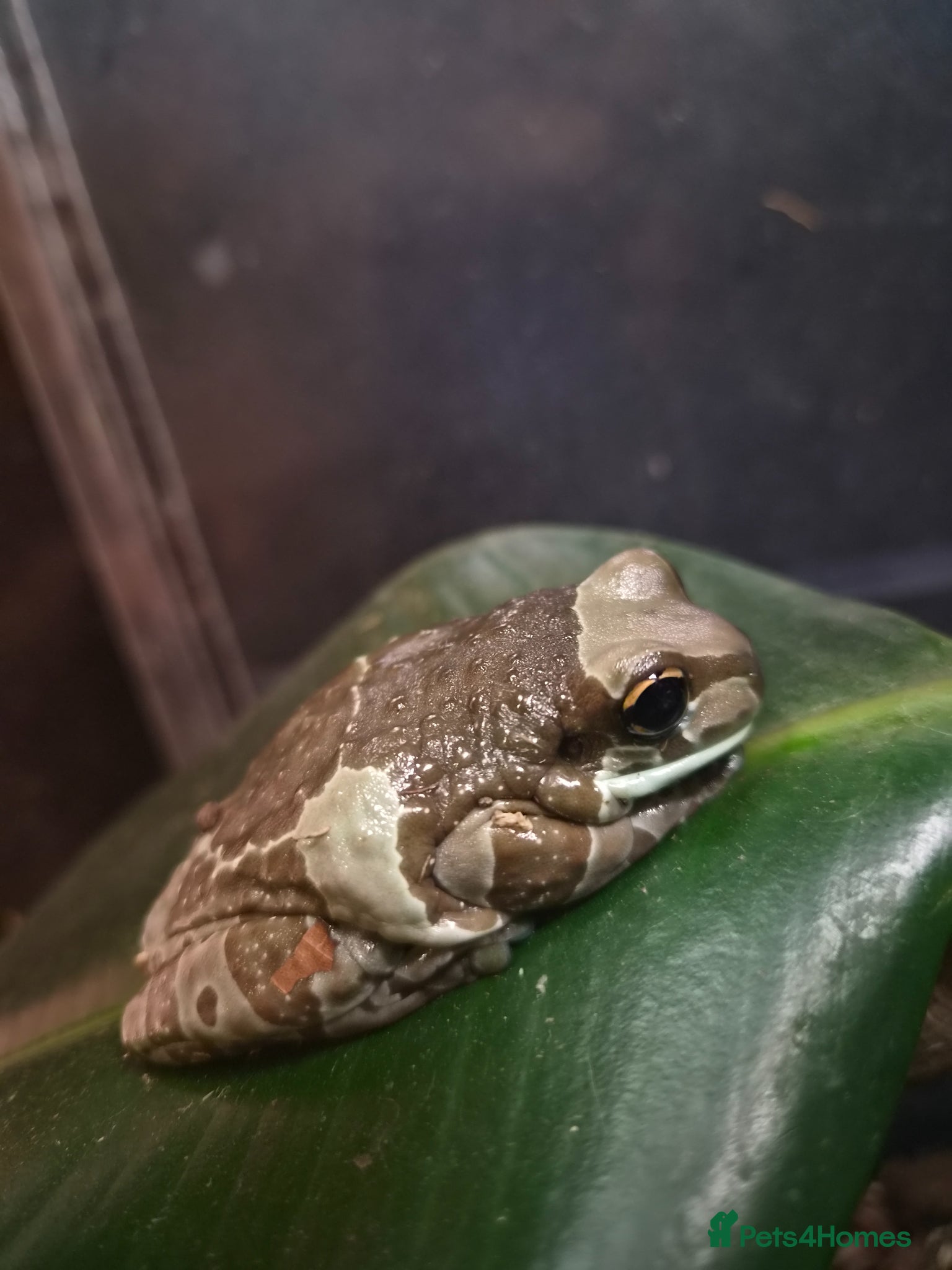 Frog reptiles Pair of Amazon Milk Frogs - Complete Set Up - Advert 2