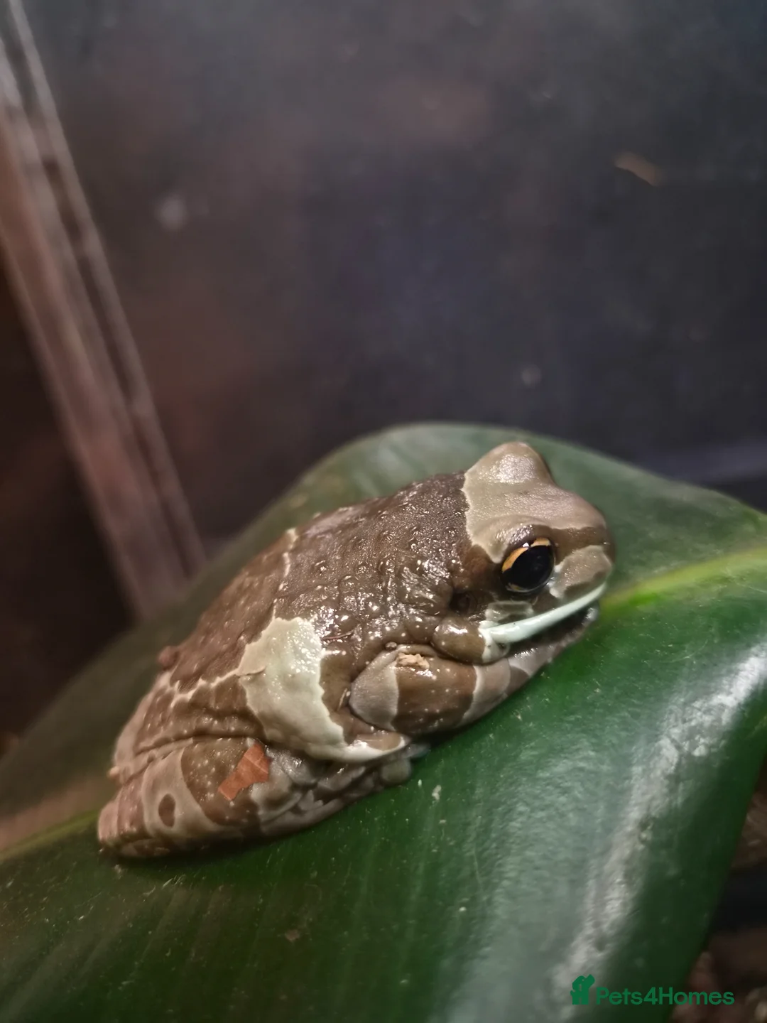 Frog reptiles for sale: Pair of Amazon Milk Frogs - Complete Set Up in Sutton Coldfield - Advert 1