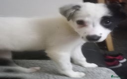 Border Collie dogs for sale: Beautiful Border Collie pups - Image 2