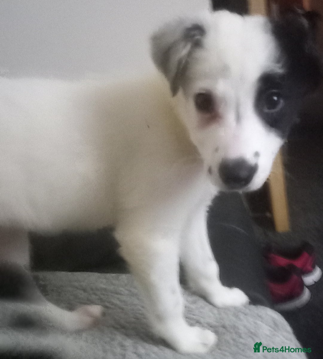 Border Collie dogs for sale: Beautiful Border Collie pups - Image 2