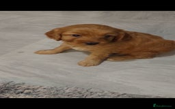 Cavapoo dogs for sale: CAVAPOO F1 puppies ready for new homes now  - Image 3