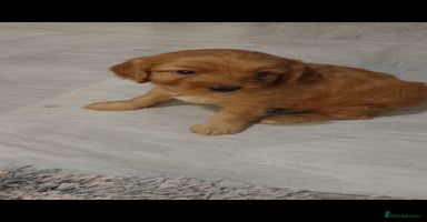 Cavapoo dogs - Advert 2