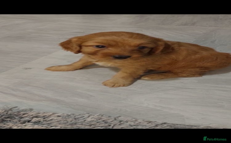Cavapoo dogs - Advert 16