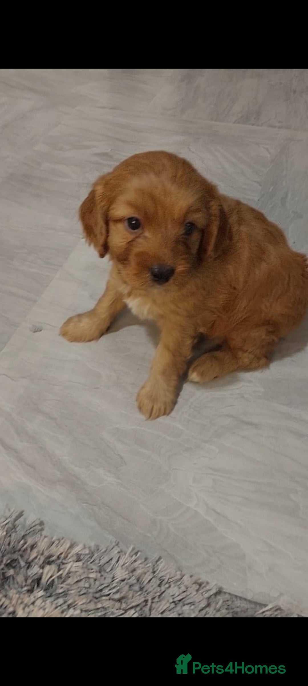 Cavapoo dogs for sale: CAVAPOO F1 puppies ready for new homes now  - Image 3