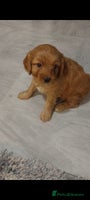 Cavapoo dogs - Advert 3