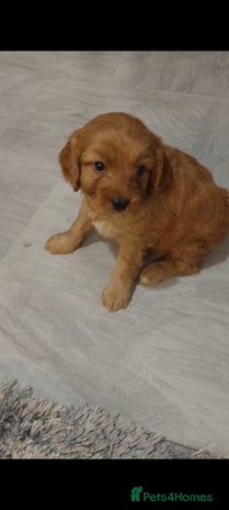 Cavapoo dogs - Advert 11