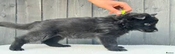 German Shepherd dogs for sale: STUNNING GERMAN SHEPHERD PUPPIES !!!!!!!! in Ilford - Advert 11