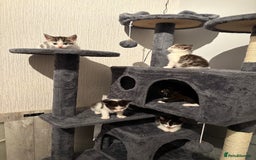 Domestic Shorthair cats for sale: Kittens For Sale - Image 8