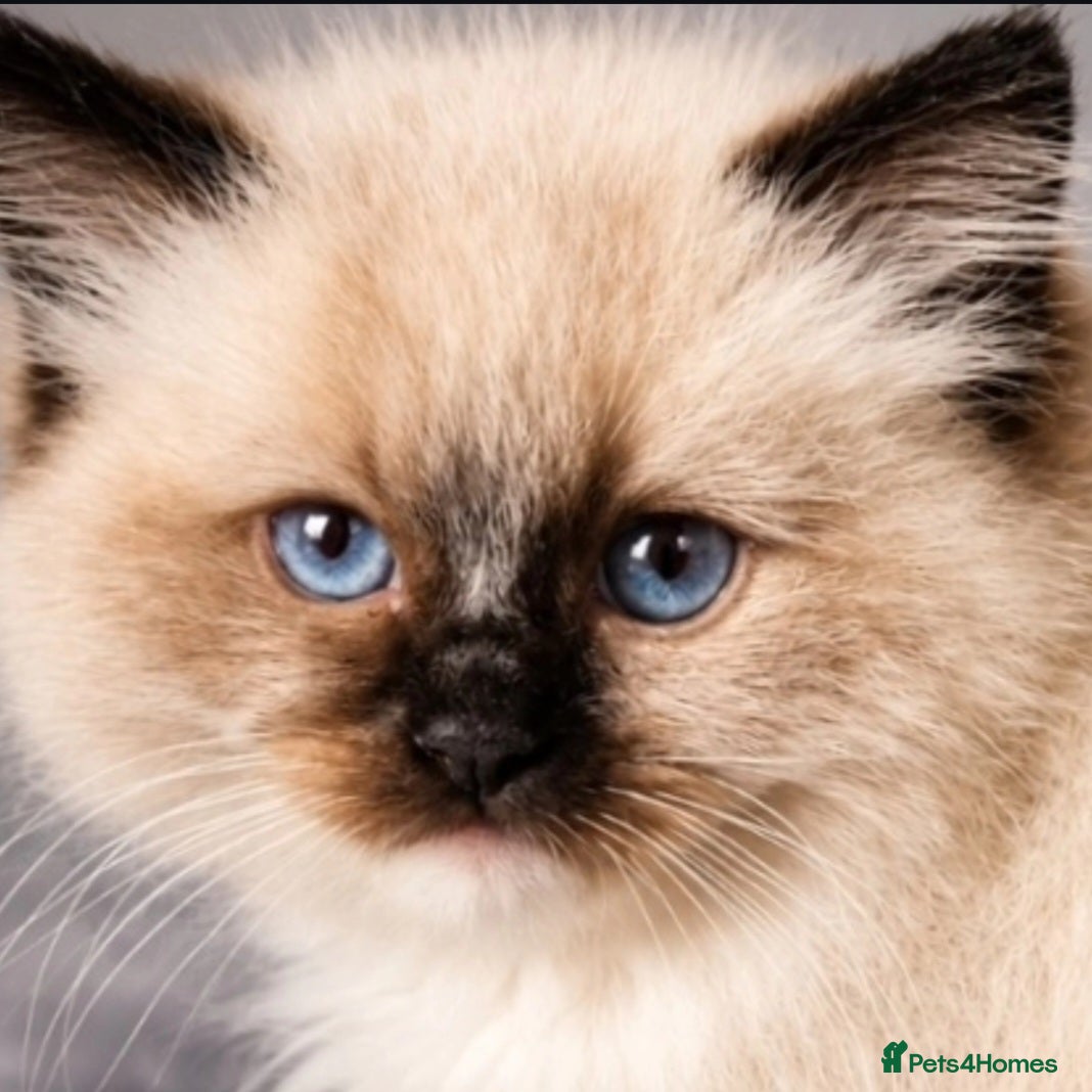 Ragdoll cats Two seal boys - Advert 2