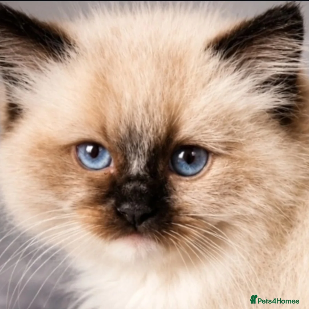 Ragdoll cats for sale: Two seal boys - Advert 1