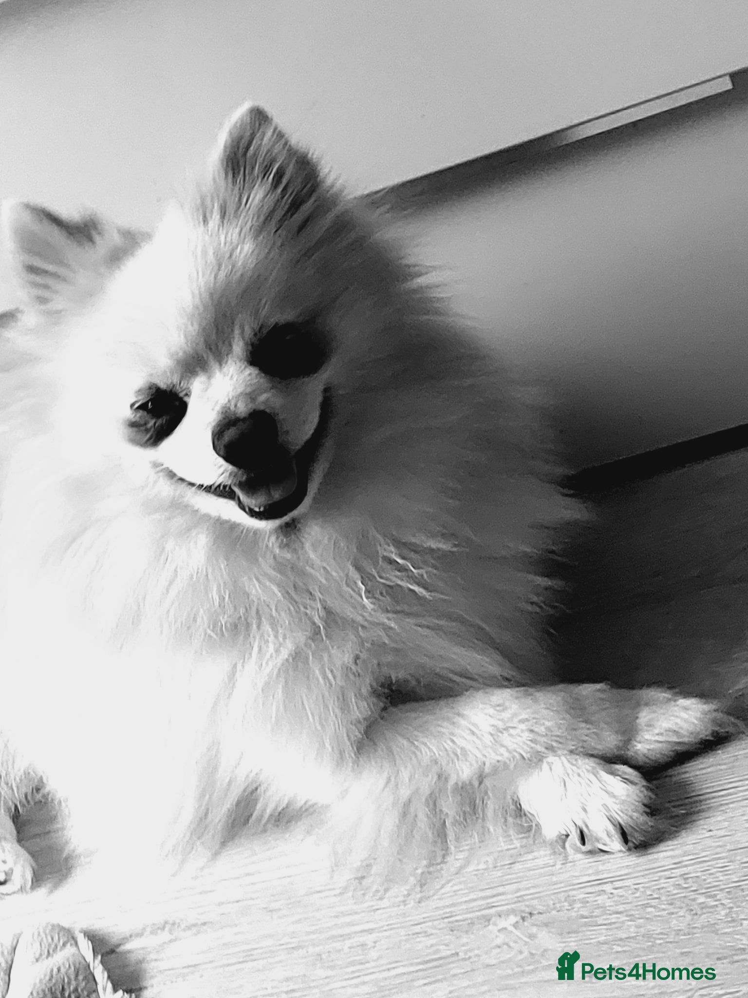 Maltipom dogs ***STUD ONLY*** - Advert 2