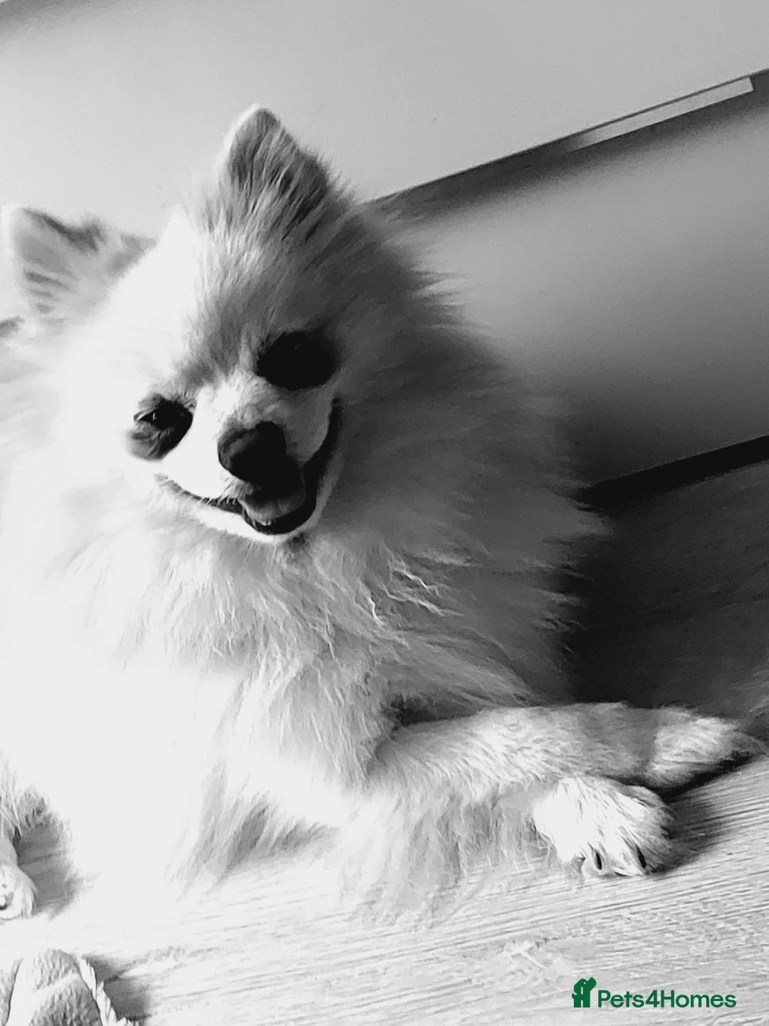 Maltipom dogs for stud: ***STUD ONLY*** in Sittingbourne - Advert 2