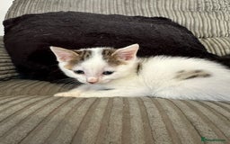 Mixed Breed cats for sale: 5 beautiful kittens  - Image 3