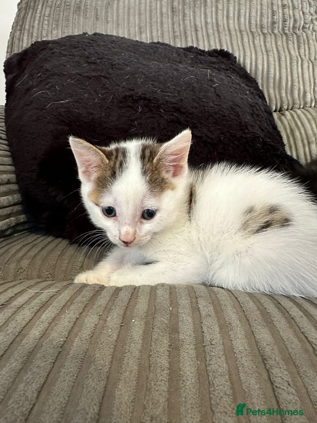 Mixed Breed cats for sale: 5 beautiful kittens  - Image 3
