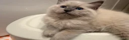 Ragdoll cats for sale: Beautiful ragdoll babies! 😻😻😻 - Advert 13