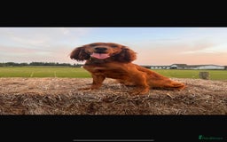 Cocker Spaniel dogs for sale: Beautiful cocker spaniel puppies  - Image 10