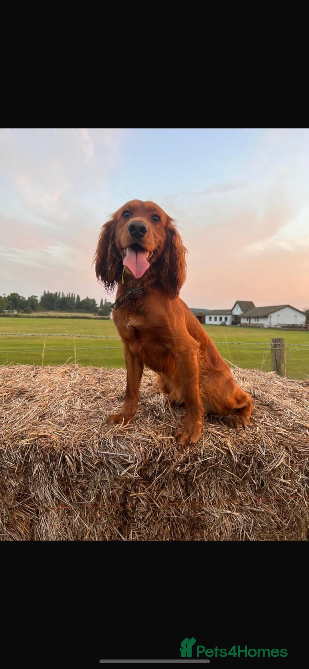 Cocker Spaniel dogs for sale: Beautiful cocker spaniel puppies  - Image 10