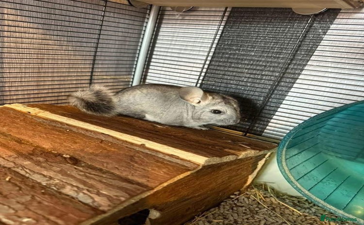 Mixed Breed rodents in Preston - Advert 1