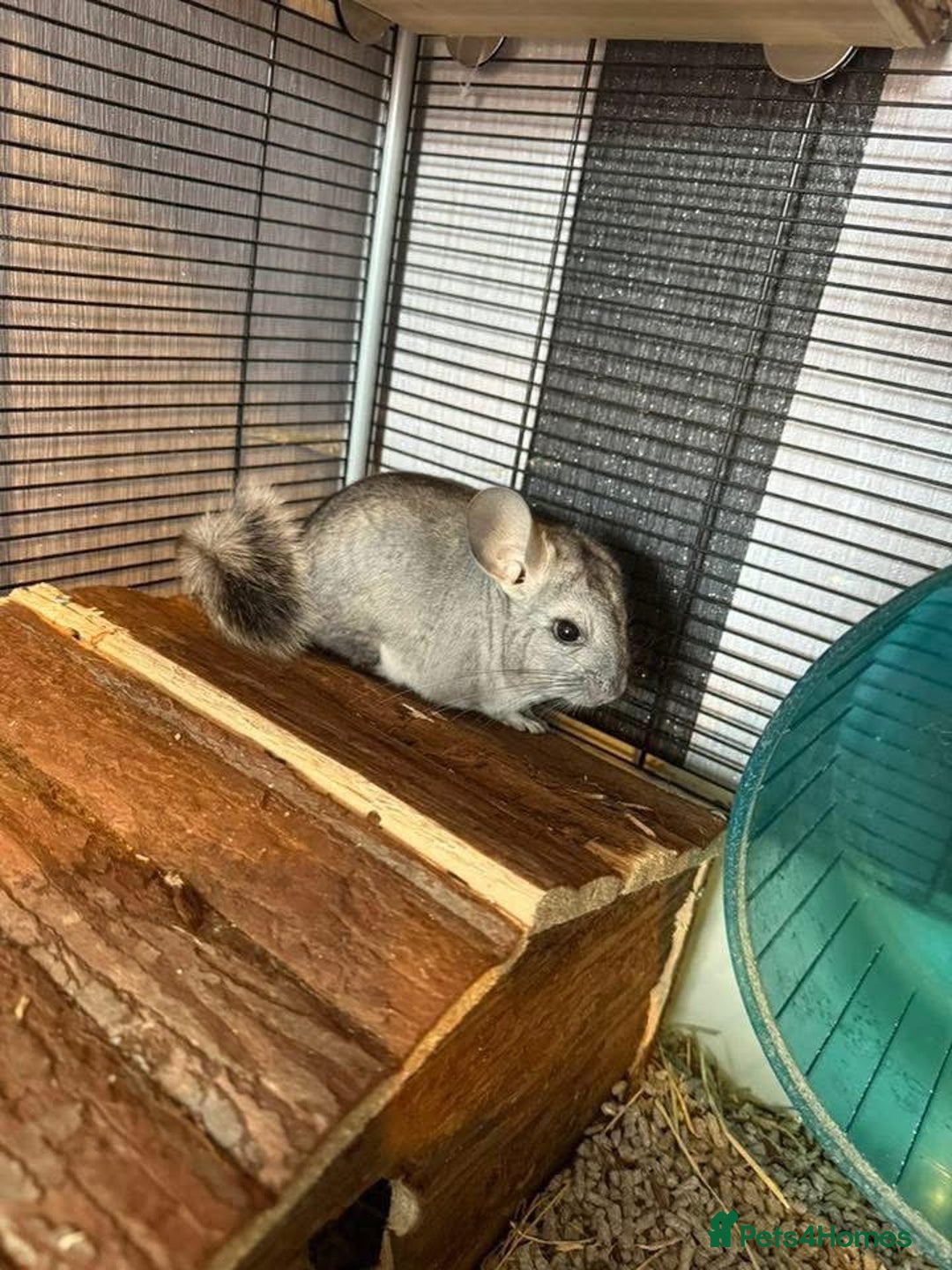 Mixed Breed rodents for sale: Downsizing my animal Collection  in Preston - Image 1