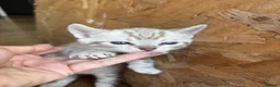Bengal cats for sale: Snow lynx bengal  in Reading - Advert 4