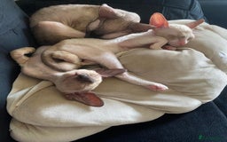 Cornish Rex cats for sale: Best Cornish Rex friend  - Image 6