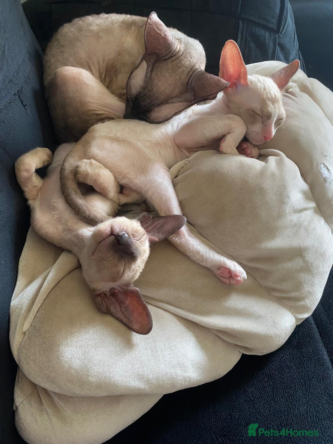 Cornish Rex cats for sale: Best Cornish Rex friend  - Image 6