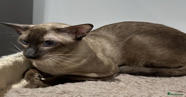 Siamese cats Handsome Seal Point Male - Active Register - Advert 12