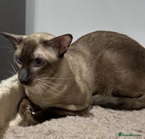 Siamese cats Handsome Seal Point Male - Active Register - Advert 3