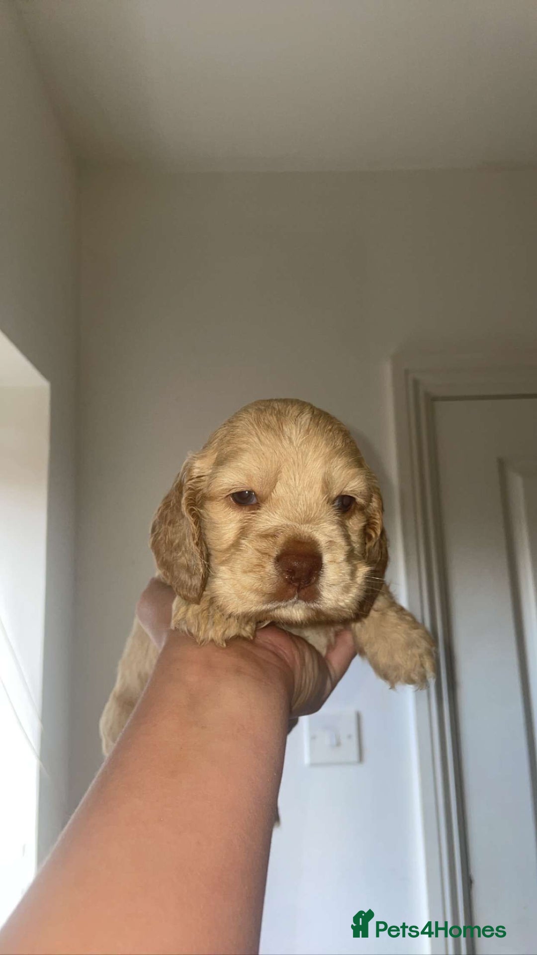 Cocker Spaniel dogs for sale: Cockerspaniel puppys Ready now!!! - Advert 24