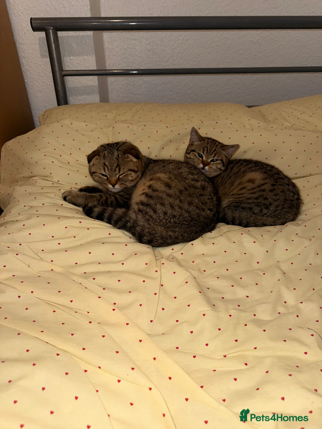 British Shorthair cats for sale: Scottish fold/british shorthair in Dudley - Advert 1