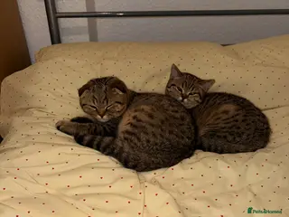 British Shorthair cats Scottish fold/british shorthair - Advert 1