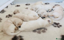 Golden Retriever dogs for sale: One boy remaining  - Image 2