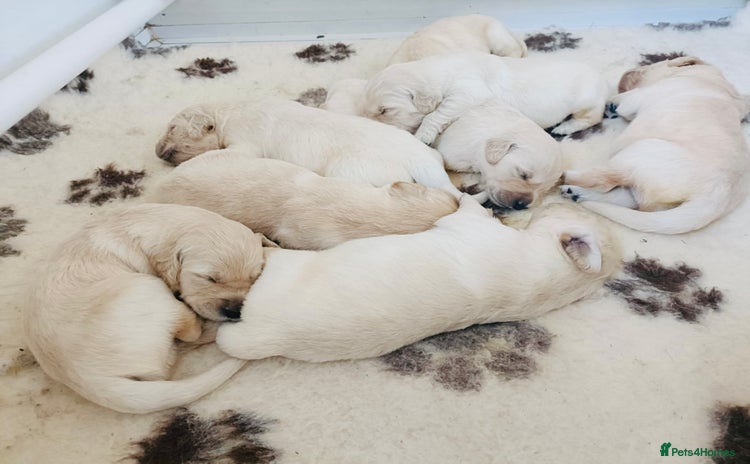 Golden Retriever dogs - Advert 1