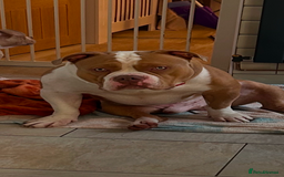 American Bully dogs for stud: American pocket bully  - Image 19