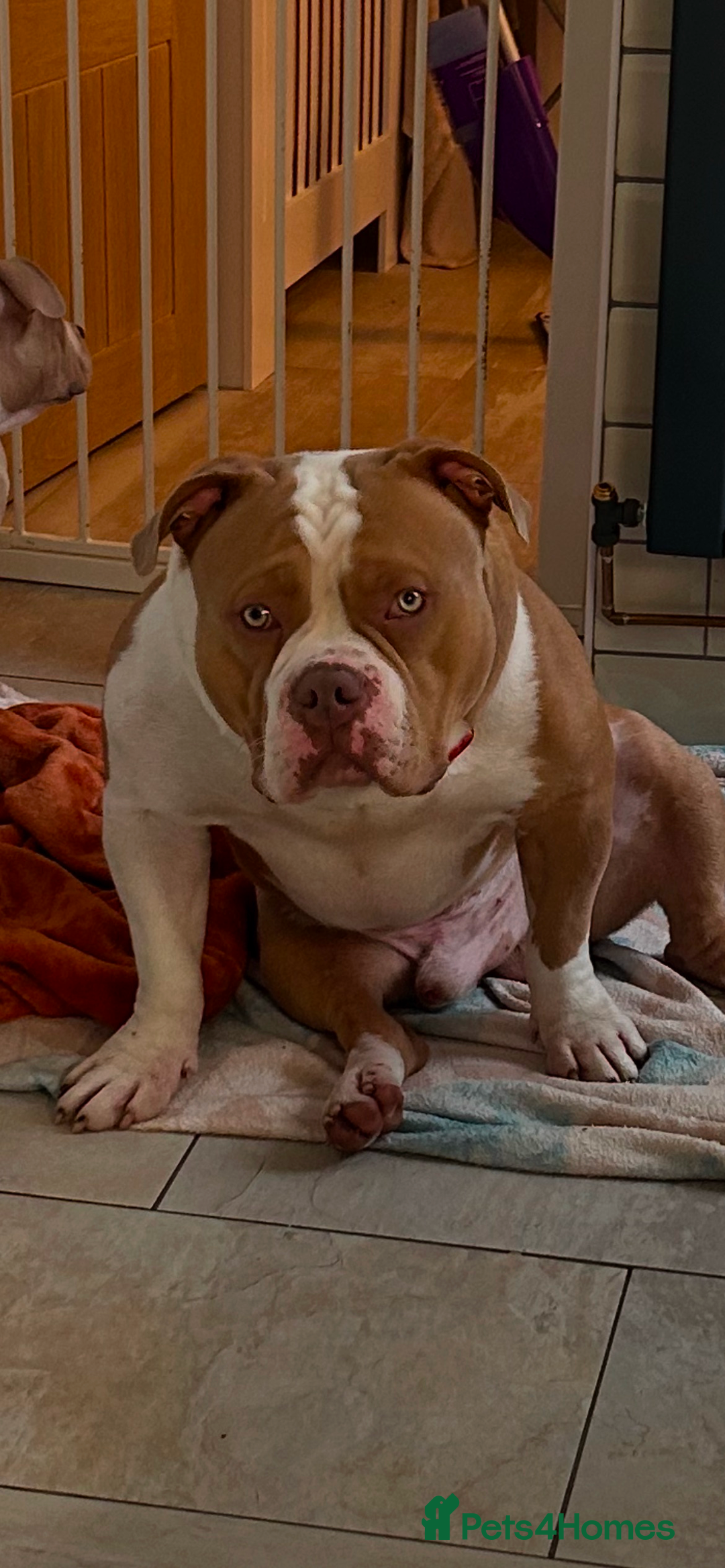 American Bully dogs for stud: American pocket bully  - Image 19