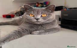 British Shorthair cats for sale: Gorgeous BSH Kittens – Cinnamon, Lilac & Black 🐾 - Advert 9