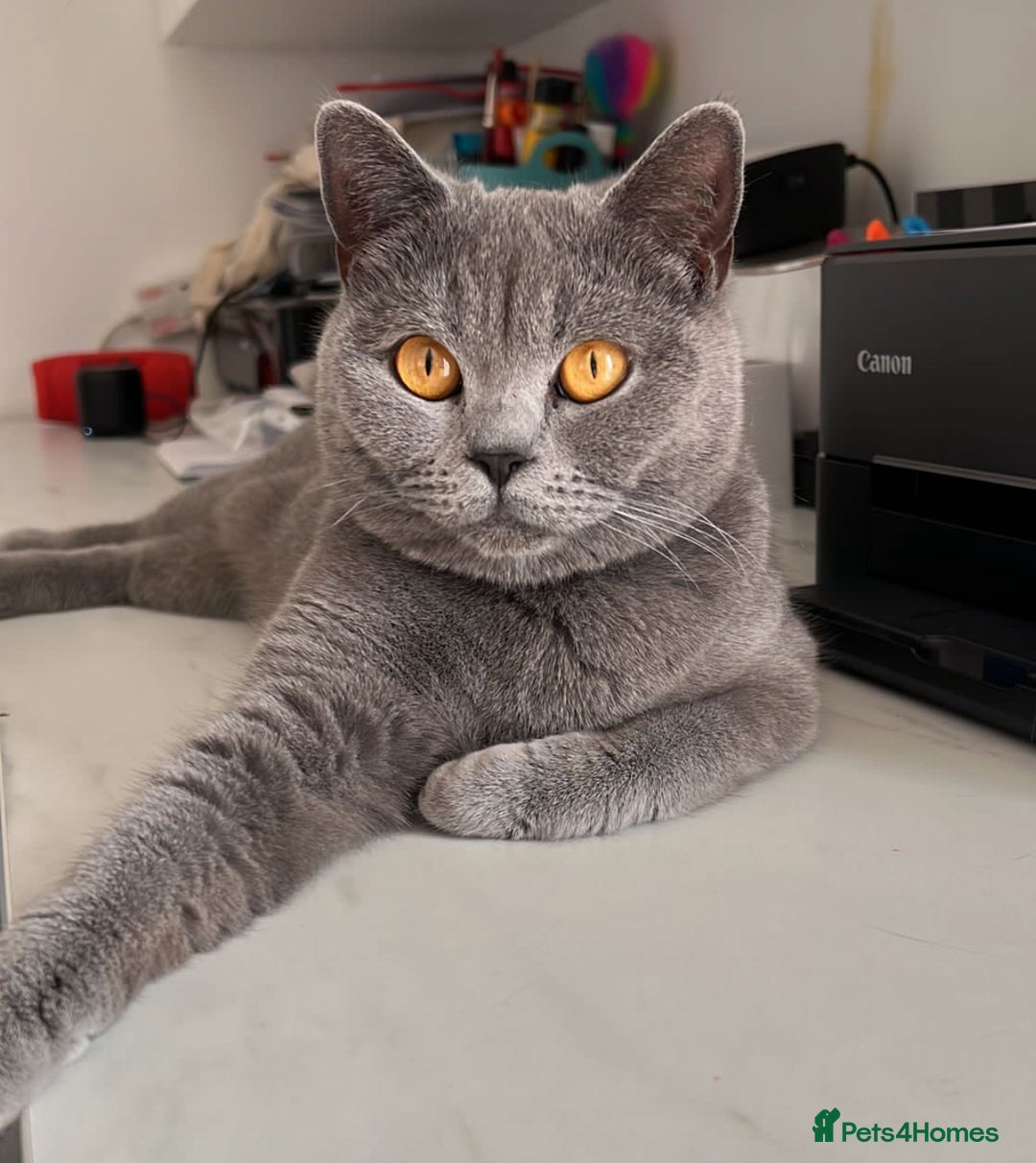 British Shorthair cats for sale: Gorgeous BSH Kittens – Cinnamon, Lilac & Black 🐾 - Advert 9