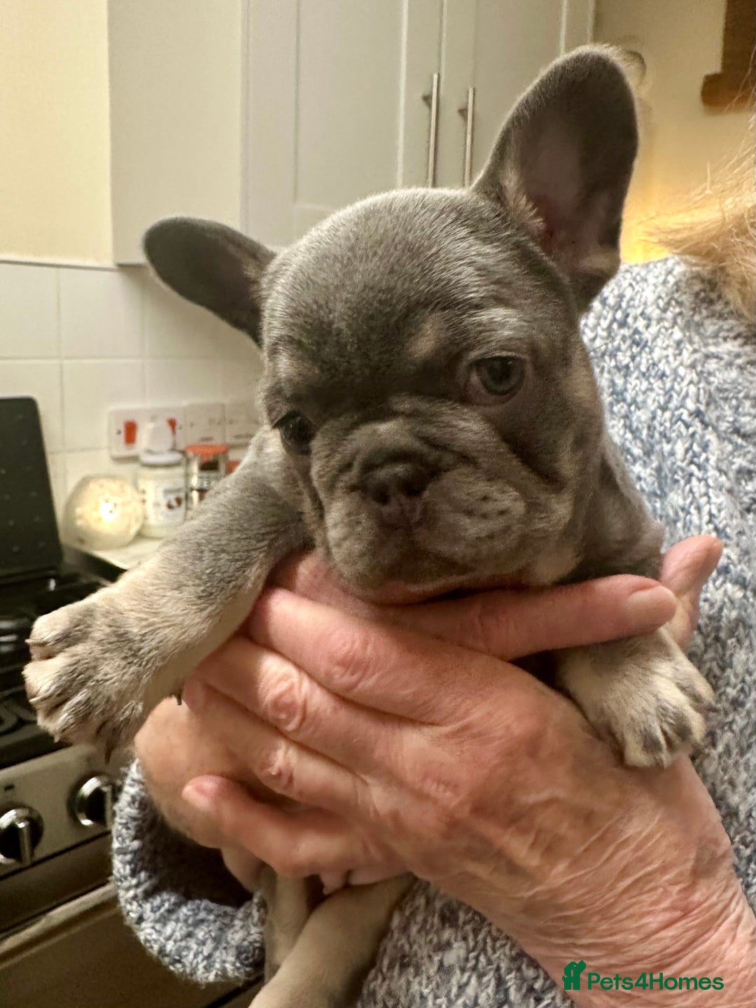 French Bulldog dogs for sale: French Bulldog Puppies  - Advert 17
