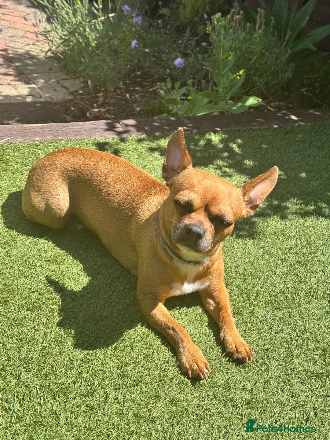 Mixed Breed dogs for sale: Beautiful Nala 5yo Chihuahua X French Bulldog - Advert 1
