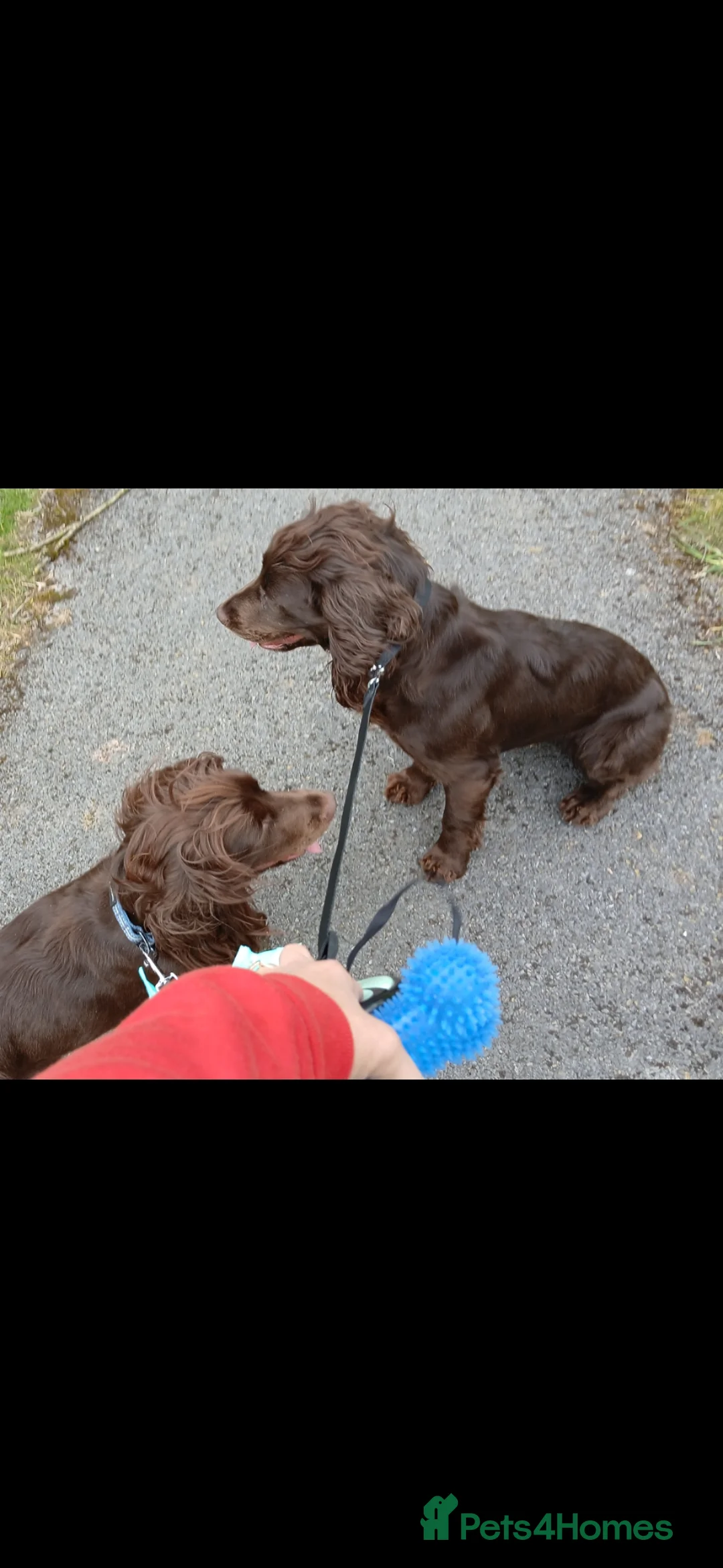 Cocker Spaniel dogs for sale: Two female cocker spaniels - Advert 2