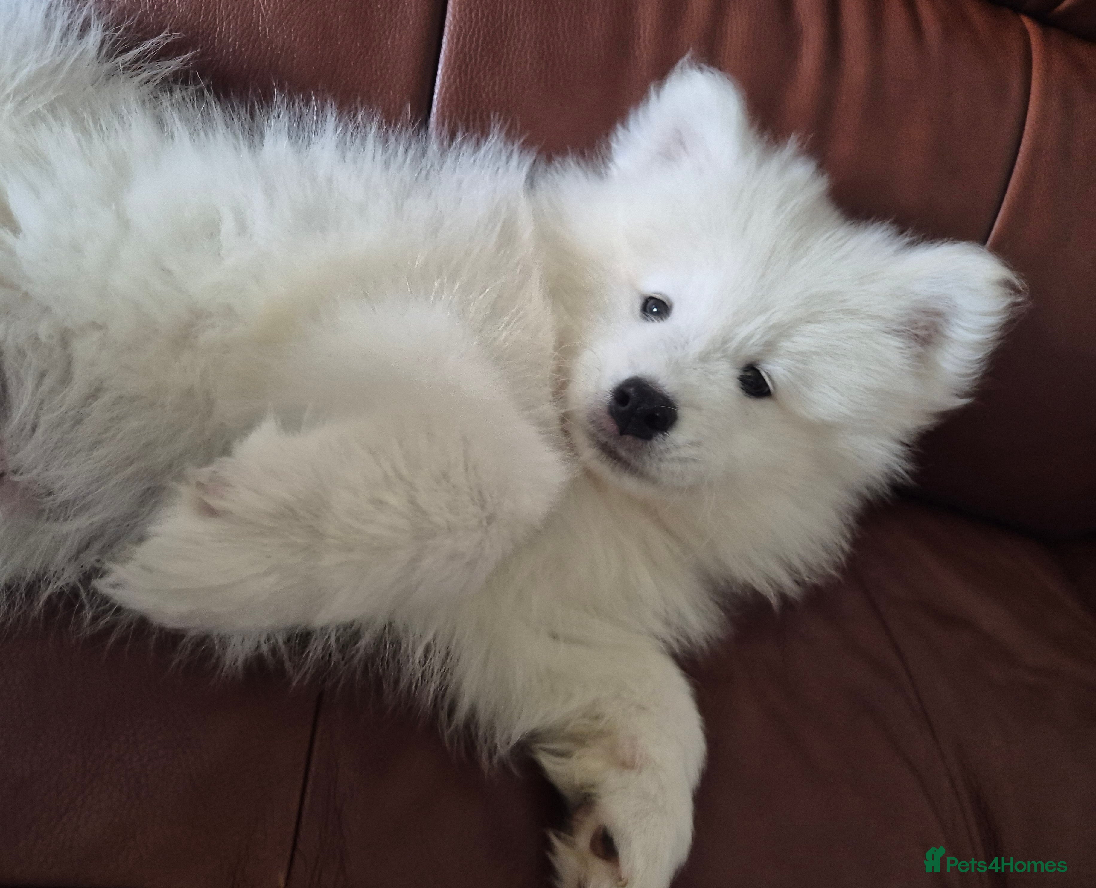 Samoyed dogs KC Registered & Health Screened. Fully vaccinated - Advert 1