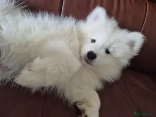 Samoyed dogs KC Registered & Health Screened. Fully vaccinated - Advert 1