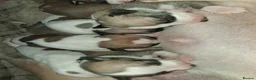 Whippet dogs for sale: Whippet Puppies in Dollar - Advert 11