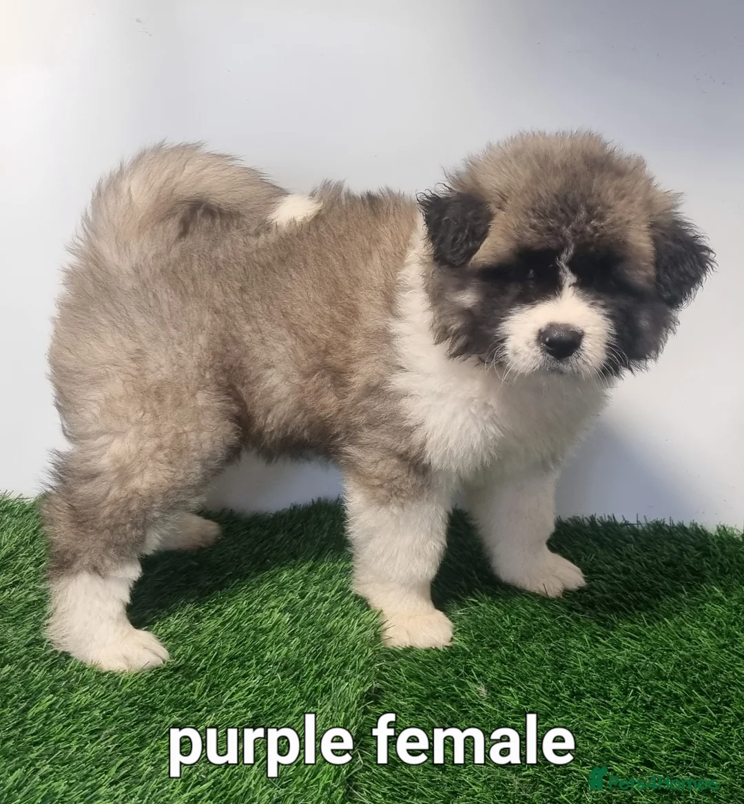 Akita dogs for sale: Akita pups - Advert 3